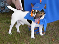 Dog in Cap and Gown